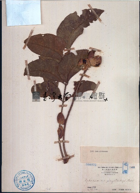 穗花樹蘭、山楝藏品圖，第1張