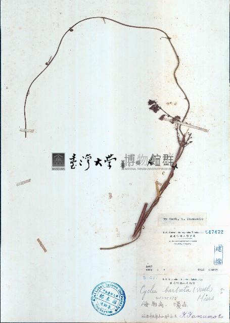 毛葉輪環藤藏品圖，第1張