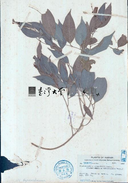 閉花木藏品圖，第1張