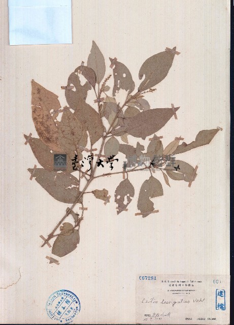 光葉巴豆藏品圖，第1張