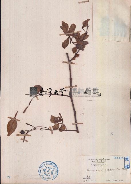 牛筋果藏品圖，第1張