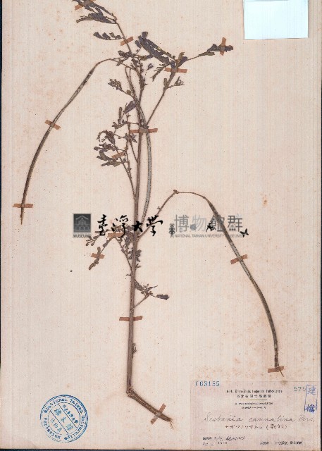 田菁藏品圖，第1張