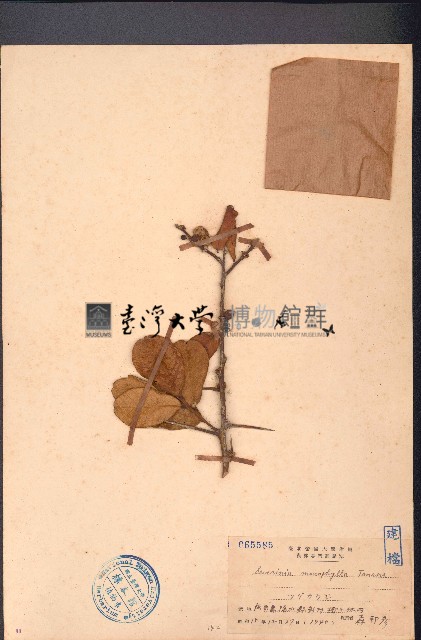 酒餅簕藏品圖，第1張