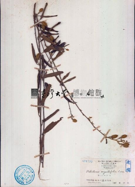 山芝麻藏品圖，第1張