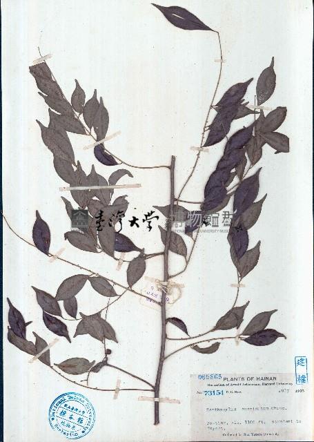 藤花椒、花椒簕藏品圖，第1張