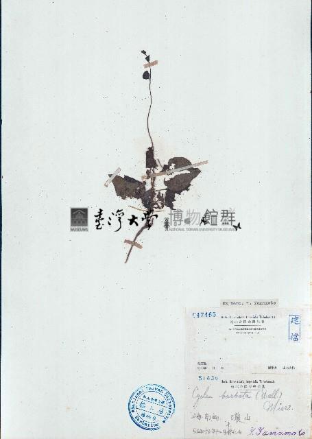 毛葉輪環藤藏品圖，第1張
