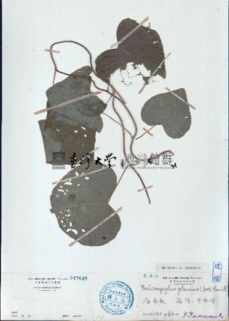 細圓藤藏品圖，第1張