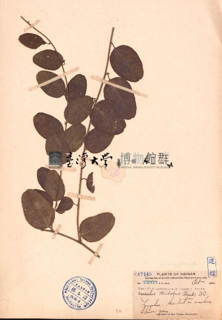 木防己藏品圖，第1張
