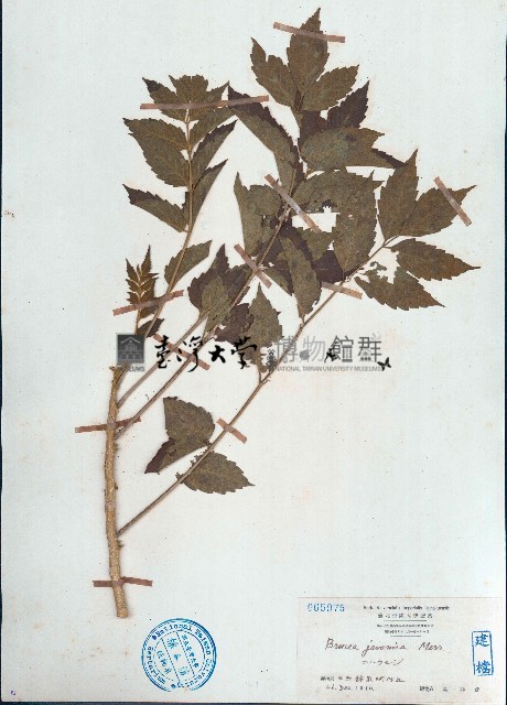 鴉膽子藏品圖，第1張