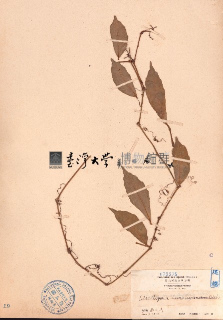 三葉青、三葉崖爬藤藏品圖，第1張