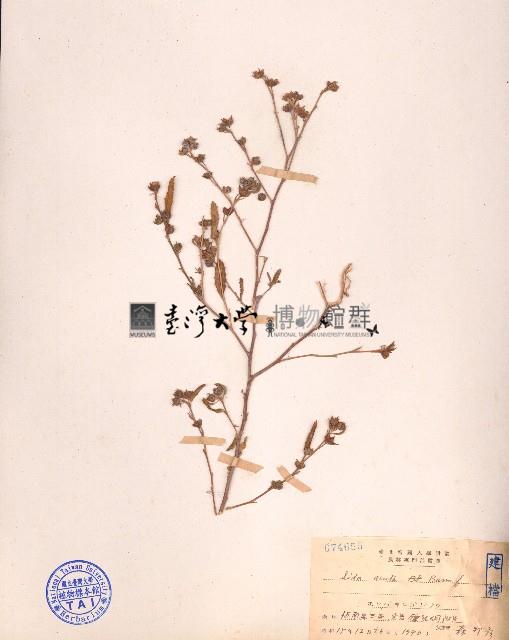 細葉金午時花藏品圖，第1張