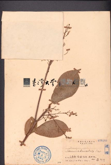 假蘋婆藏品圖，第1張