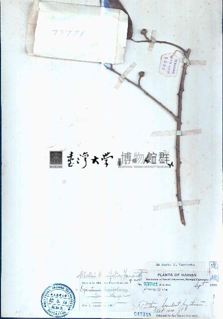 崖藤藏品圖，第1張