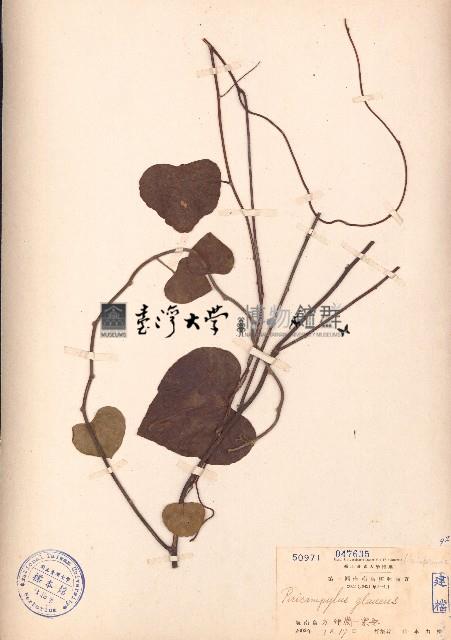 細圓藤藏品圖，第1張