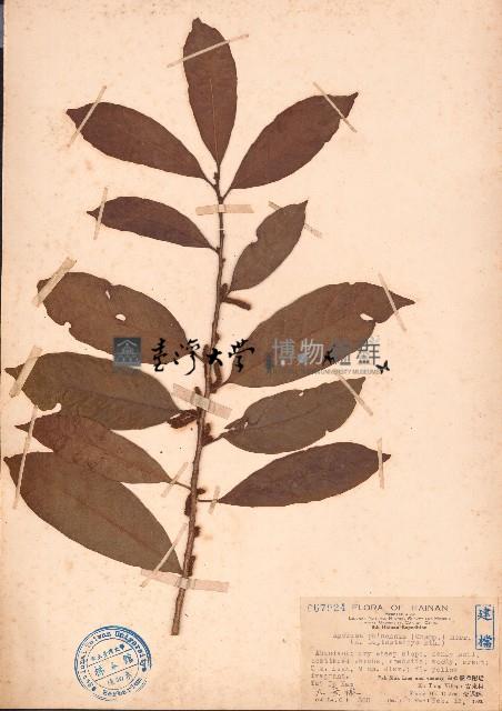 銀柴、大沙葉藏品圖，第1張