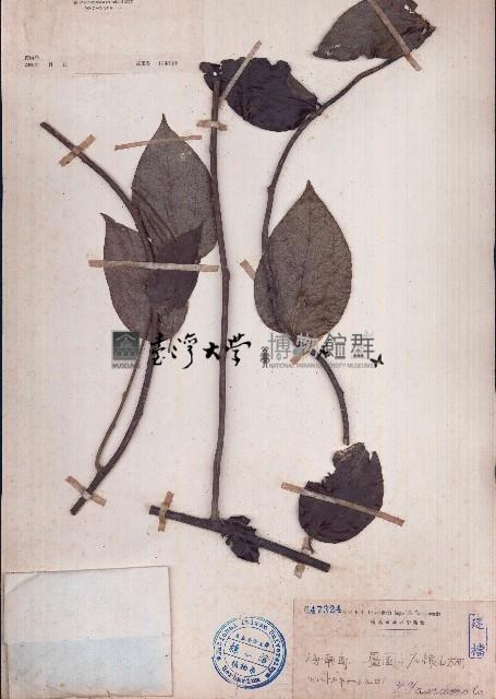 古山龍藏品圖，第1張