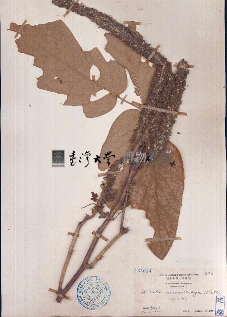 兔尾草藏品圖，第1張