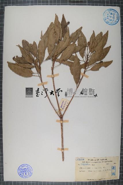 顯脈杜英藏品圖，第1張