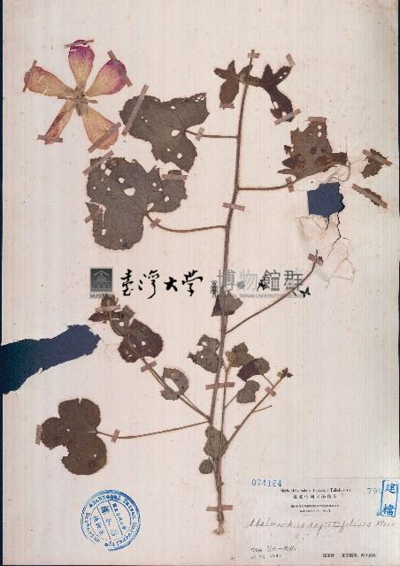 箭葉秋葵藏品圖，第1張