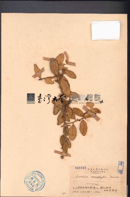 酒餅簕藏品圖，第1張