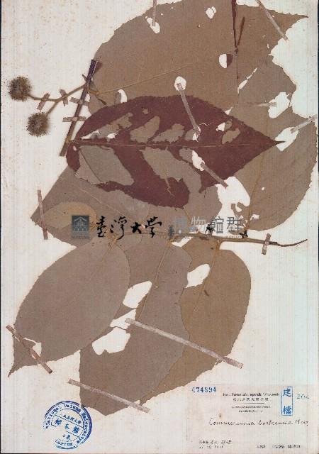 山麻樹藏品圖，第1張