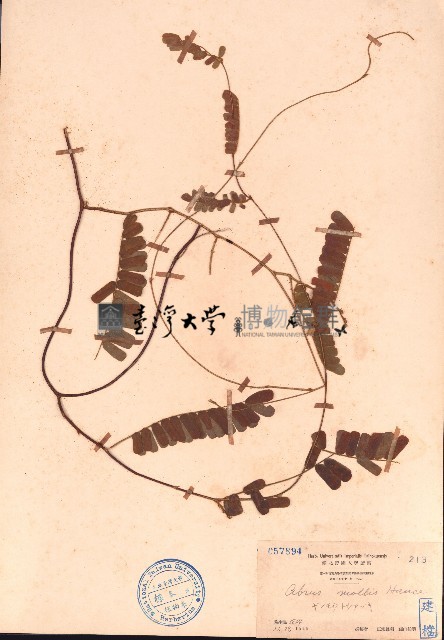 毛相思子藏品圖，第1張