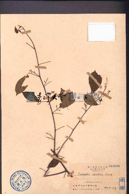 飛龍掌血藏品圖，第1張