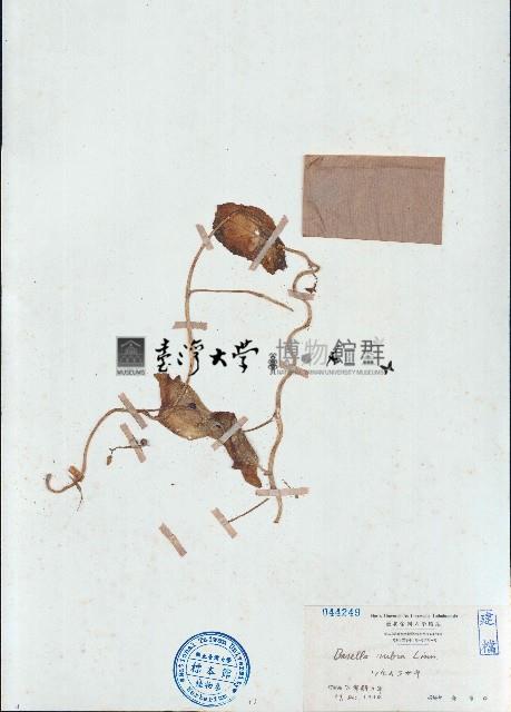 落葵、蘩露藏品圖，第1張