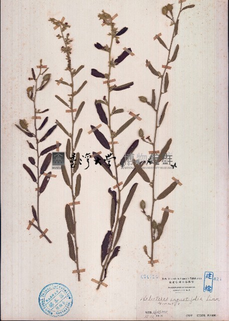 山芝麻藏品圖，第1張