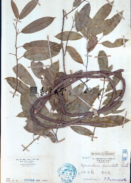 密花藤藏品圖，第1張