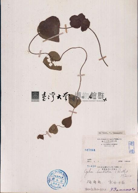 毛葉輪環藤藏品圖，第1張