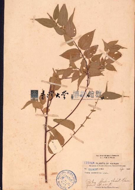 光葉山黃麻藏品圖，第1張