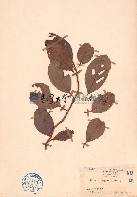 毛果錫葉藤藏品圖，第1張