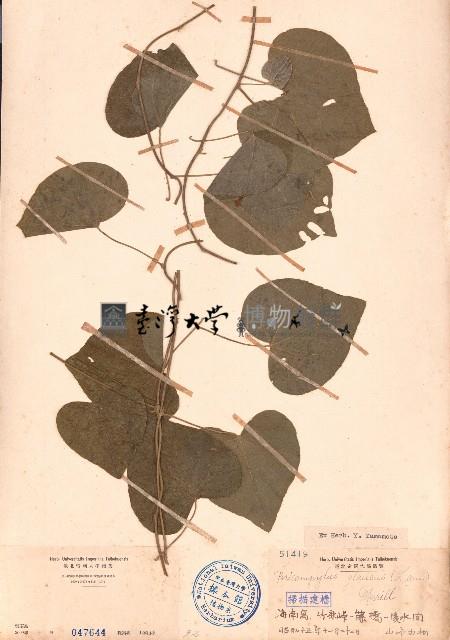 細圓藤藏品圖，第1張