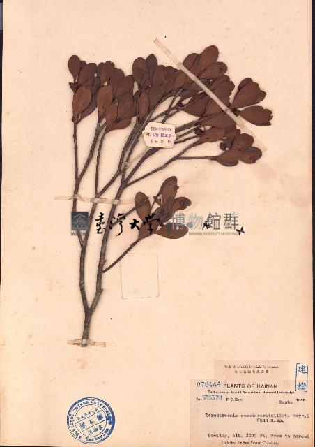 小葉厚皮香藏品圖，第1張