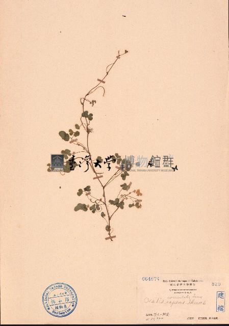 酢漿草藏品圖，第1張