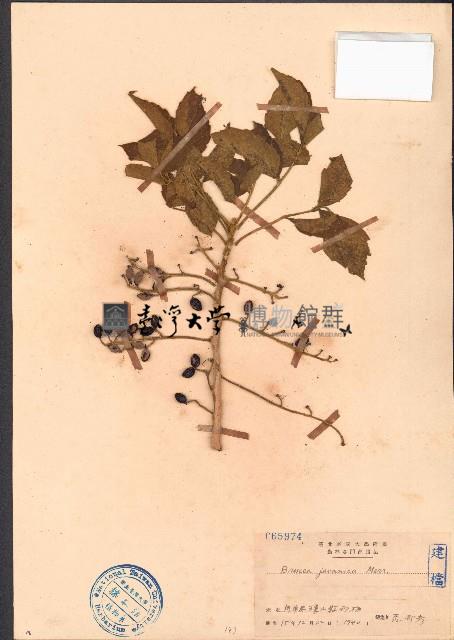 鴉膽子藏品圖，第1張