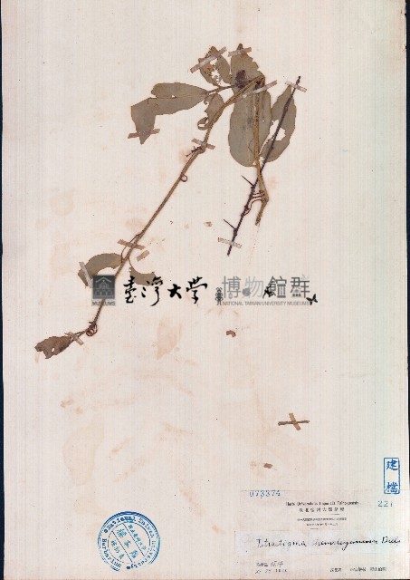 三葉青、三葉崖爬藤藏品圖，第1張