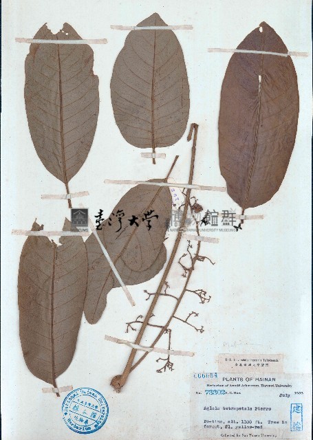 蘭嶼樹蘭藏品圖，第1張
