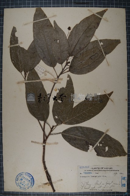 假蘋婆藏品圖，第1張