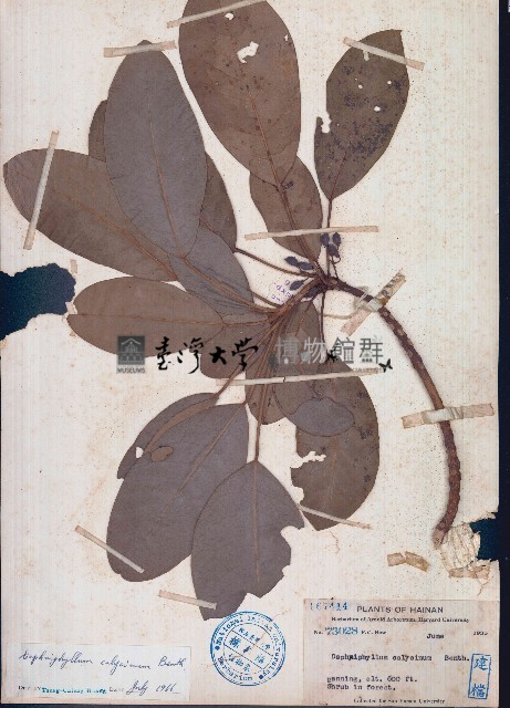 牛耳楓藏品圖，第1張
