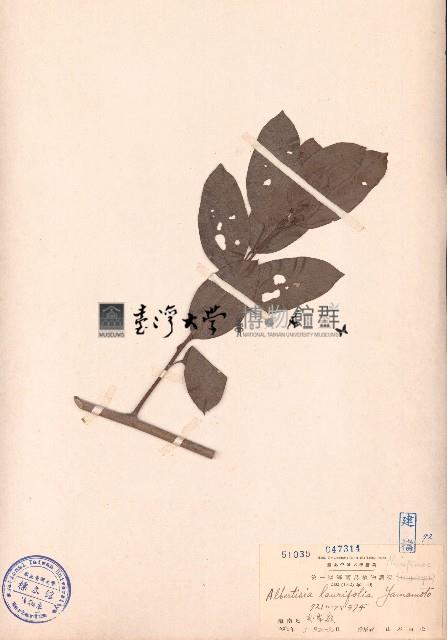 崖藤藏品圖，第1張