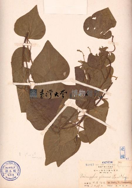 細圓藤藏品圖，第1張