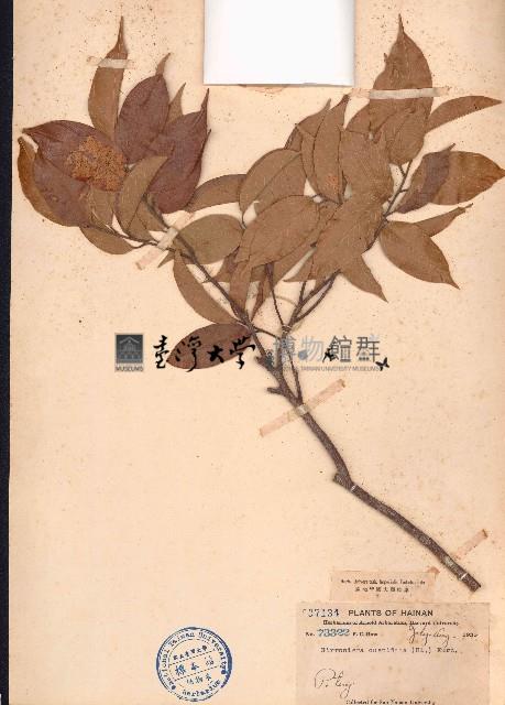 針糙葉樹、光葉白顏樹藏品圖，第1張