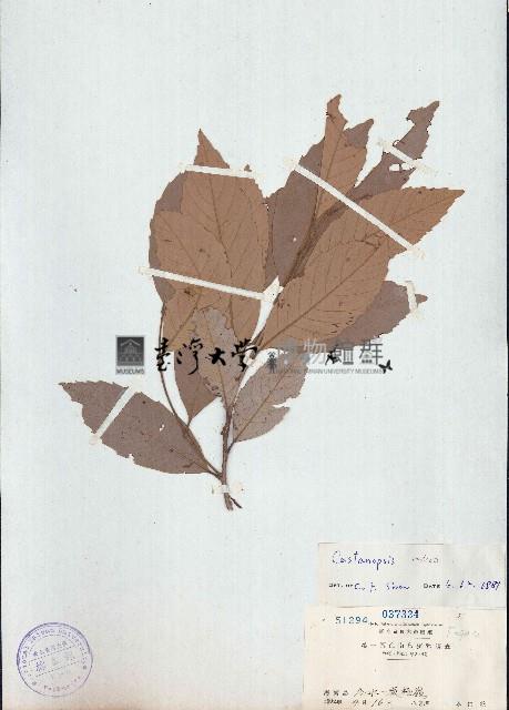 印度栲、印度苦櫧藏品圖，第1張