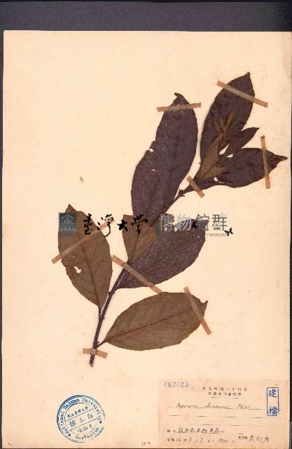 銀柴、大沙葉藏品圖，第1張