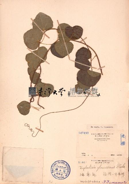 蒼白秤鉤風藏品圖，第1張