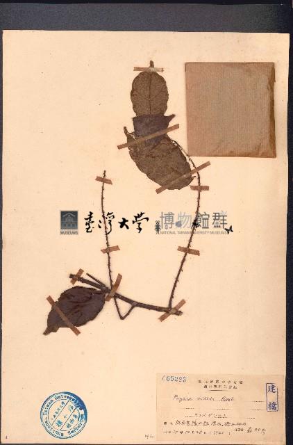 雙面刺藏品圖，第1張