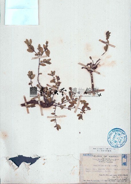 濱大戟藏品圖，第1張