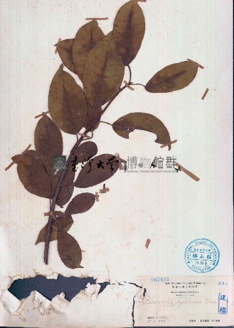 土沉香藏品圖，第1張